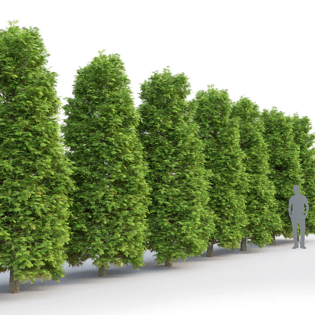 Thuja — Скачать