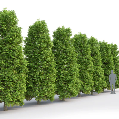 Thuja — Вид 4