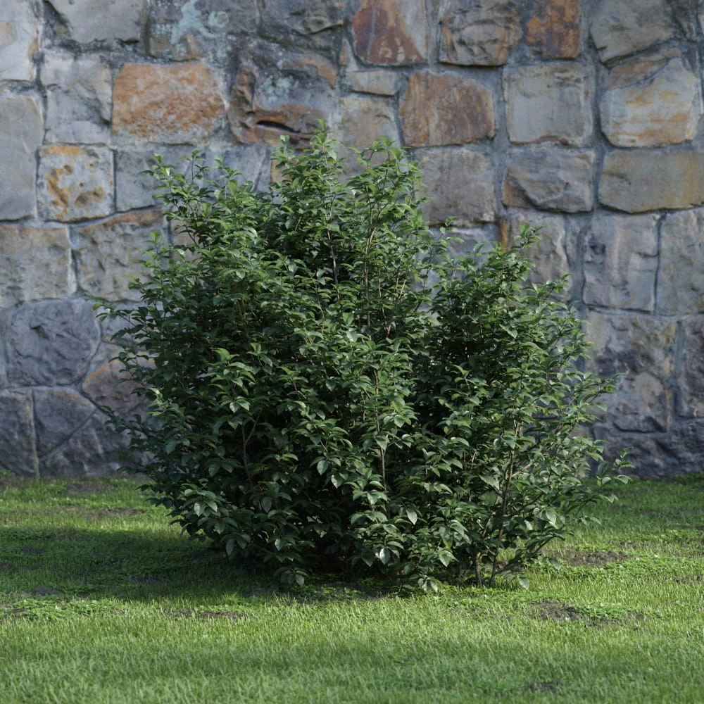plants and bushes 019 — Descargar