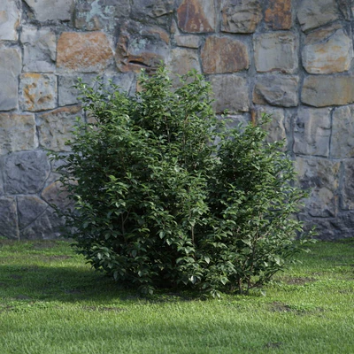 plants and bushes 019 — Descargar