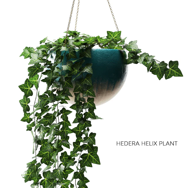 hedera helix plant — Descargar