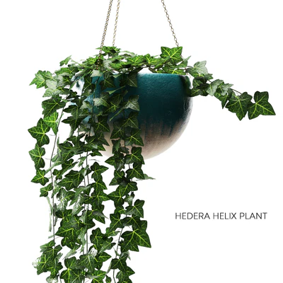 hedera helix plant — Ver 2