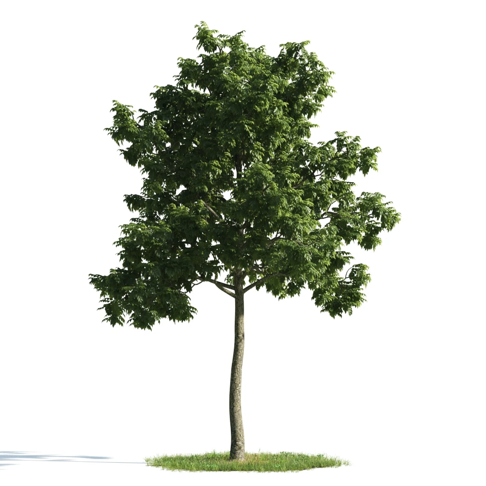 trees 053 — Descargar