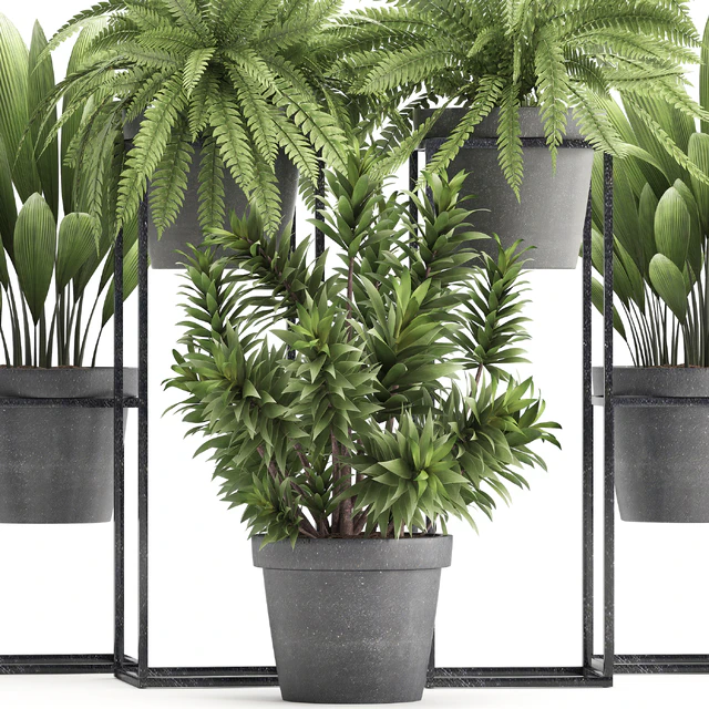 Коллекция растений 315. Комнатные растения, папоротник, драцена, пальмовая трава, кусты, интерьерные, маленькие, бетон, горшок, уличные, интерьерные — Скачать