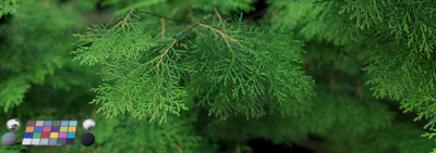 leaf 012 — download