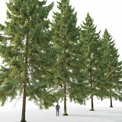 Spruce — Вид 4