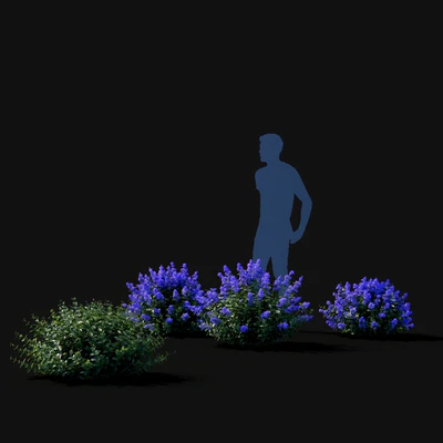 Fassen's Catcher | Nepeta fassenii # 2 — Ver 3