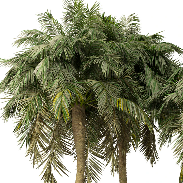 Palm Tree No.36 — Descargar