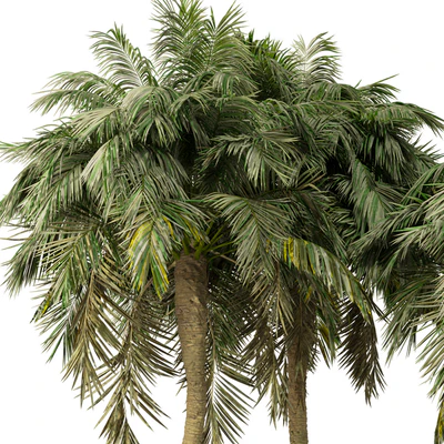 Palm Tree No.36 — Ver 3