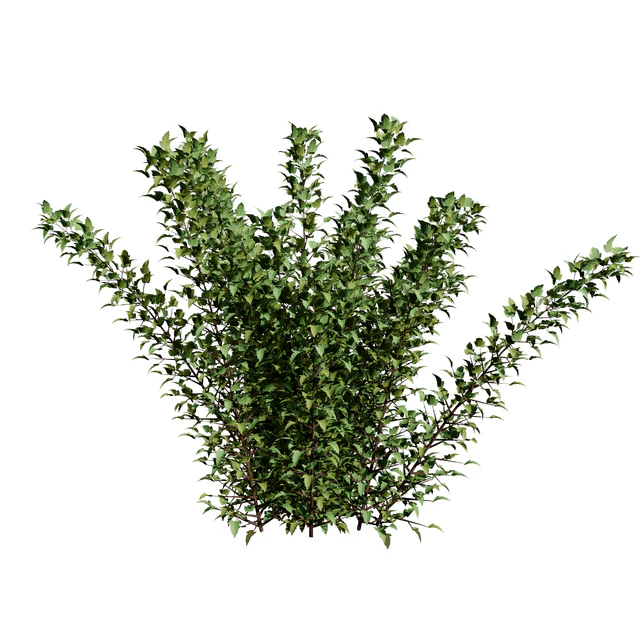 Tiny Wine Ninebark Shrub 3D Model — Скачать