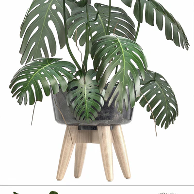 Collection of plants. Ficus, bushes, Banana, strelitzia, monstera, Rapis, palm tree, coconut tree, exotic plants, ficus abidjan, strelitzia, eco design — Ver 3
