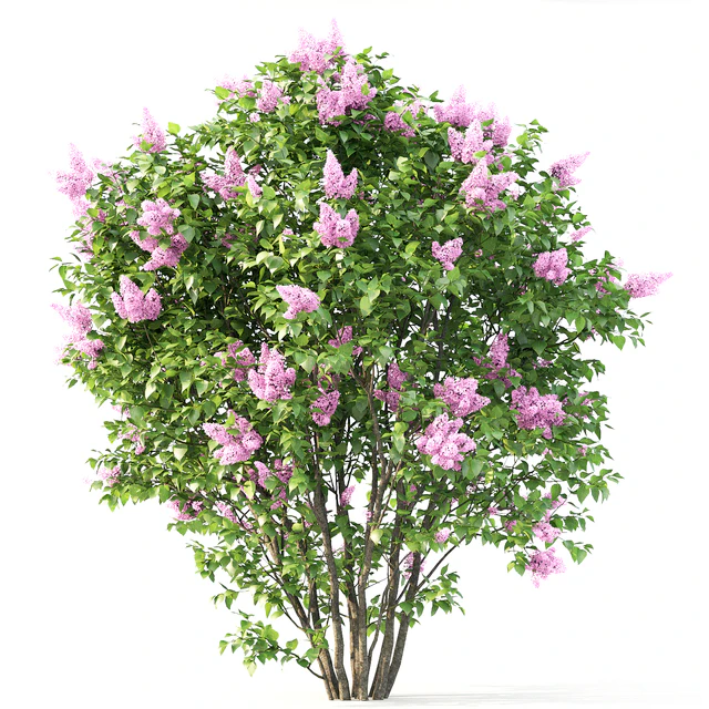 Syringa — Descargar