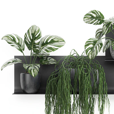 Vertical landscaping on a Black loft shelf with climbing plants, monstera, Dyschidia, Rhipsalis. Set 67. — Ver 6