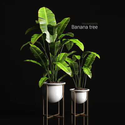Houseplants banana tree — Ver 1