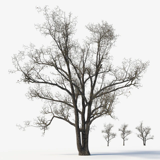Old poplars — Descargar