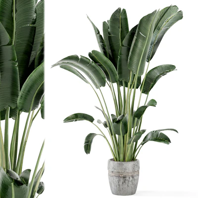 Indoor Plants in rusty Concrete Pot - Set 124 — View 1