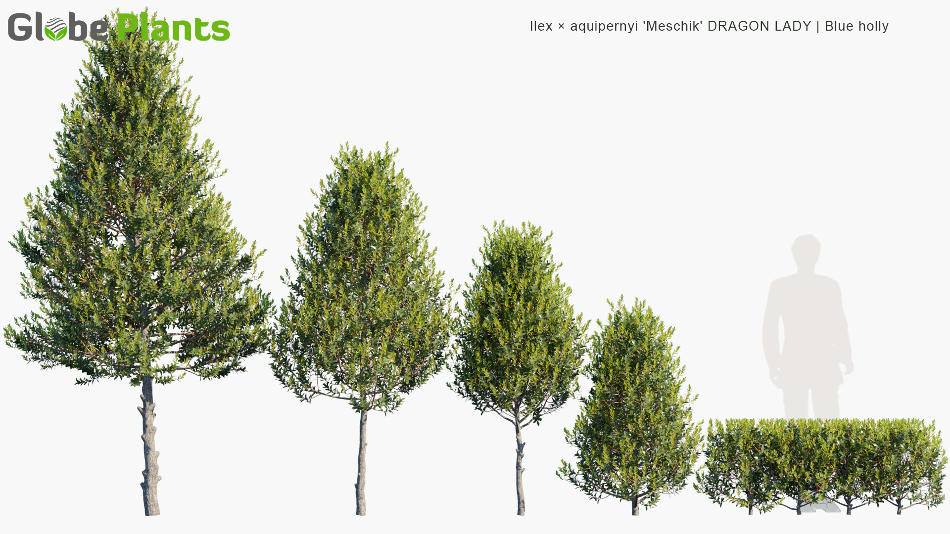 ilex aquipernyi meschik dragon lady — Download