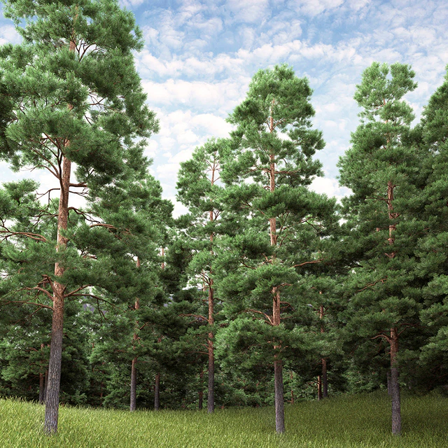 Pine — Descargar