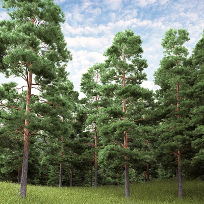 Pine — Ver 2