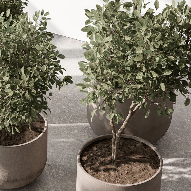 Indoor Plant 572 - European Olive — Descargar