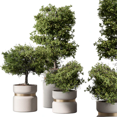 Indoor Plant 566 -Tree in Pot — Ver 1
