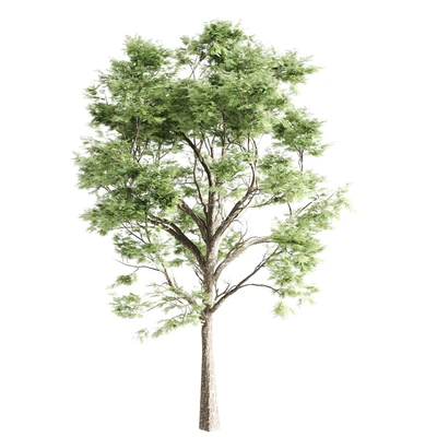 set of acacias-vray — Вид 5