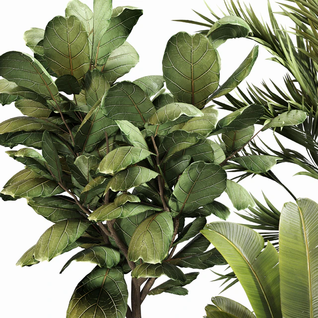 Indoor Plant Set 052 — Descargar