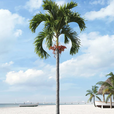palm trees 001 — Descargar