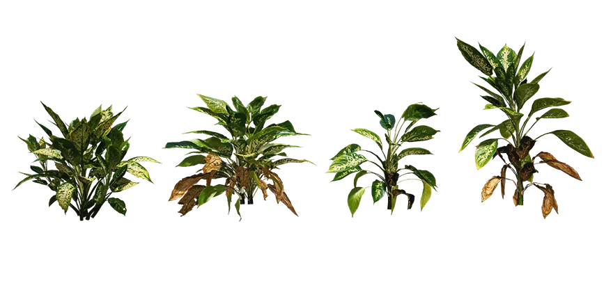 spotted dumbcane 001 — Скачать