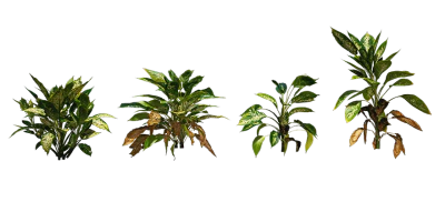 spotted dumbcane 001 — Скачать