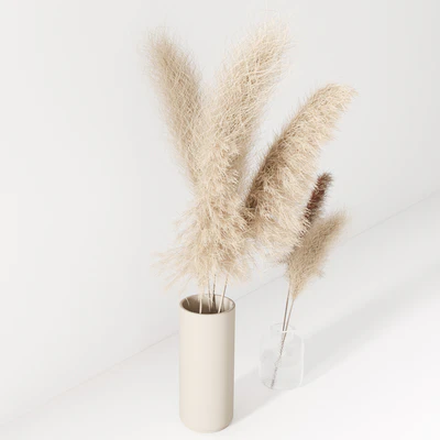Set of pampas in vase — Ver 3