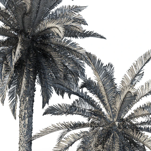 Phoenix canariensis (date canary) — Descargar