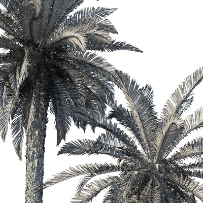 Phoenix canariensis (date canary) — Ver 4