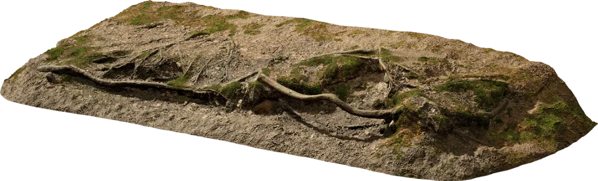 nordic forest legde root medium 001 — Скачать