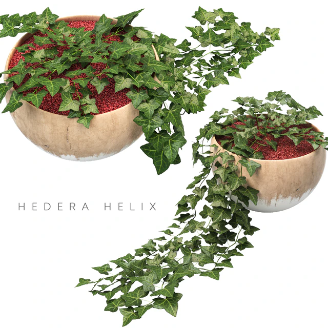 ivy planter — Descargar
