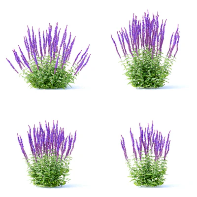 Шалфей дубравный цветы | Salvia nemorosa — Вид 2