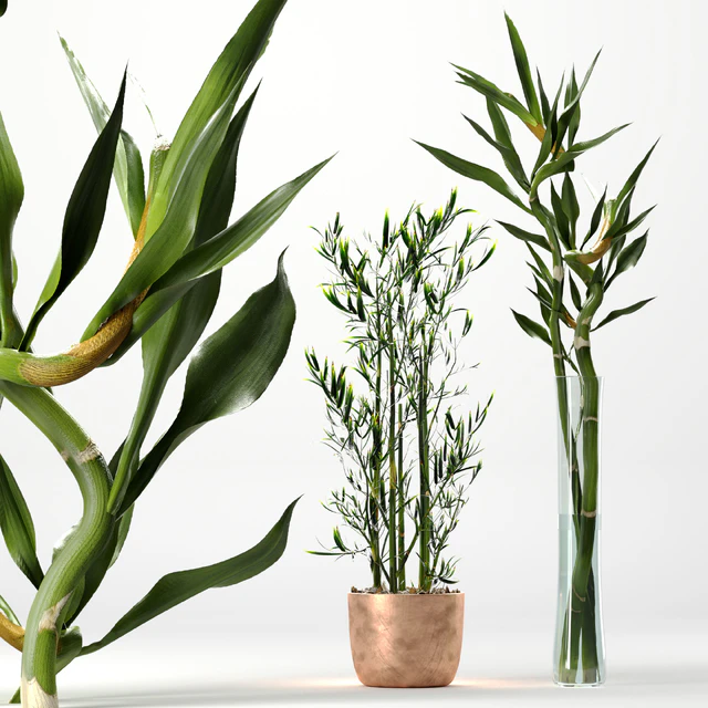 Bamboo Indoor Plant Set — Descargar