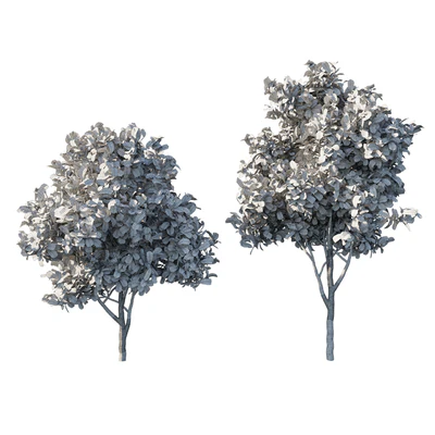 Eriobotrya japonica loquat 03 — Ver 2