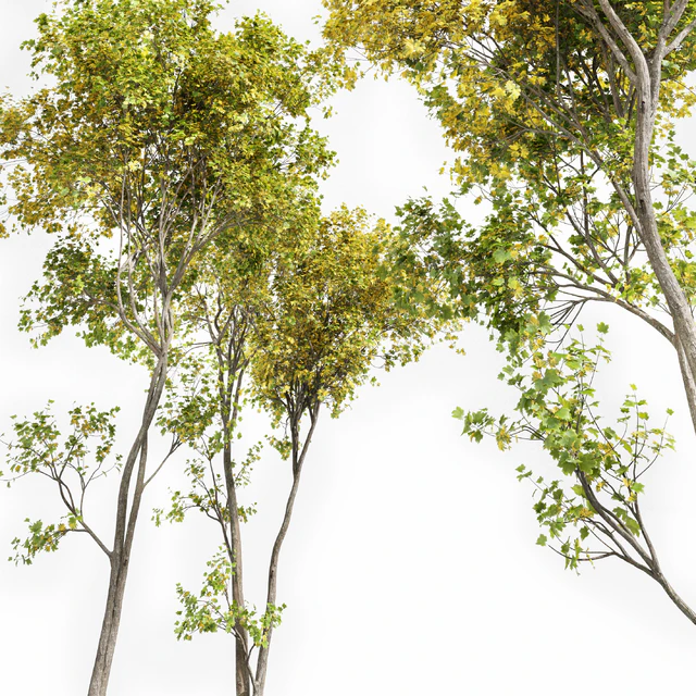 Real Tree Acer Saccharinum Summer-Fall — Скачать