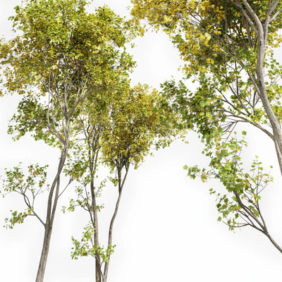 Real Tree Acer Saccharinum Summer-Fall — Вид 6