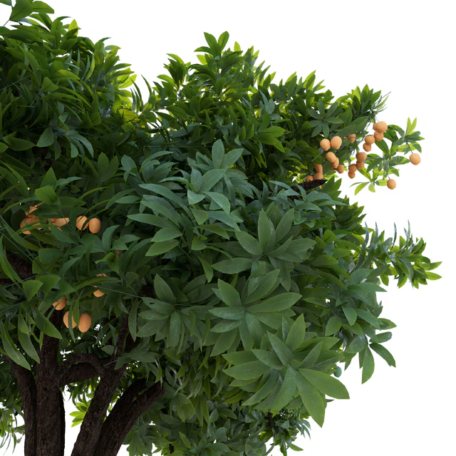 Mango Tree — Скачать