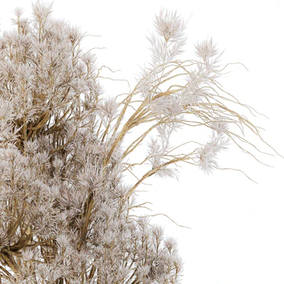 Dry plants 09 — Ver 5
