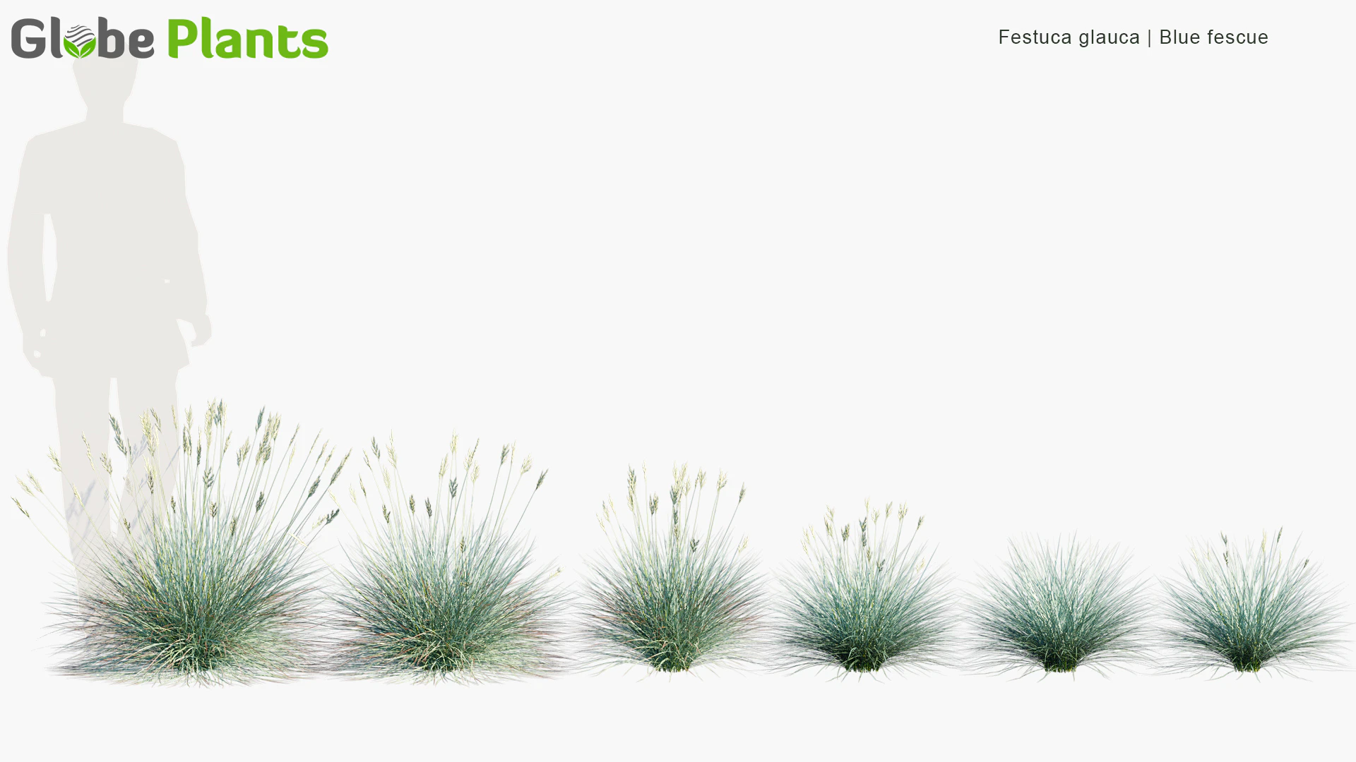 festuca glauca — Download
