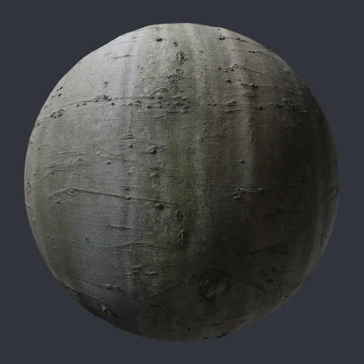 beech bark 004 — Скачать