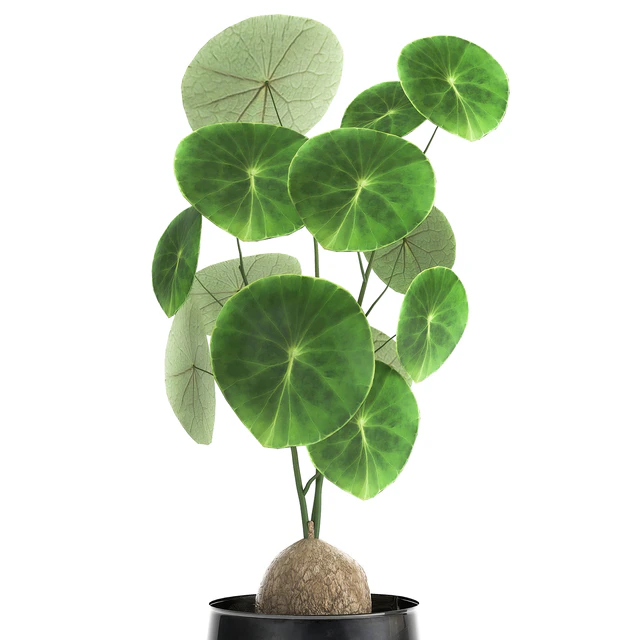 A small exotic flower in a metal pot with Stephania Erecta. Set 894. — Descargar