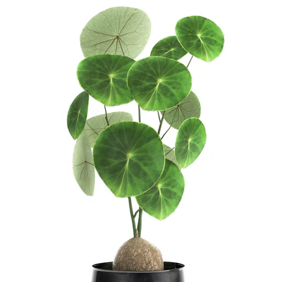 A small exotic flower in a metal pot with Stephania Erecta. Set 894. — Ver 5