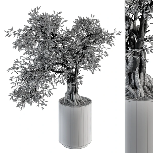 indoor Plant Set 207 - Big Bonsai in pot — Download
