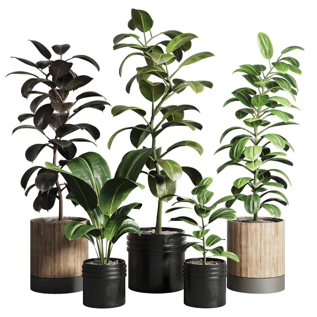 Ficus - Ficus rubbery plant 165 dirty wooden and plastic pots — Descargar