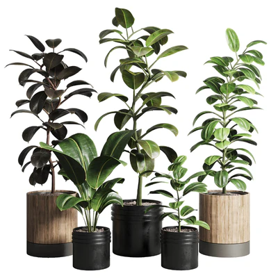 Ficus - Ficus rubbery plant 165 dirty wooden and plastic pots — Ver 1