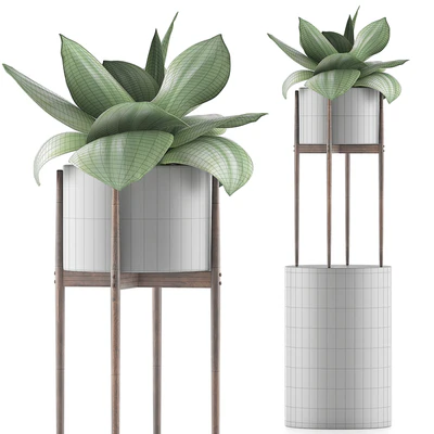 Plants Collection 85 Agave — Вид 5